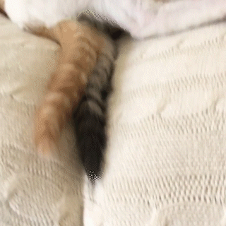 動物,犬,猫,しつけ,飼い方,育て方,病気,健康