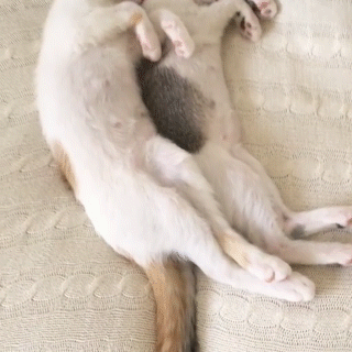 動物,犬,猫,しつけ,飼い方,育て方,病気,健康