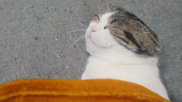動物,犬,猫,しつけ,飼い方,育て方,病気,健康