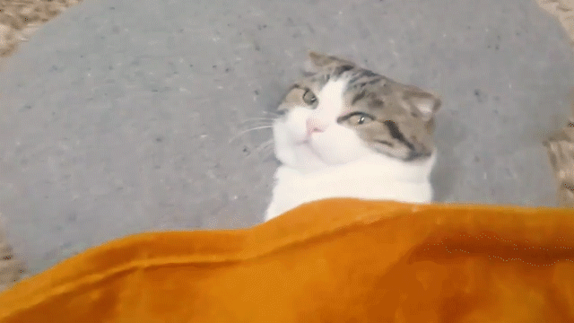 動物,犬,猫,しつけ,飼い方,育て方,病気,健康