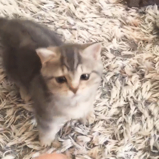 動物,犬,猫,しつけ,飼い方,育て方,病気,健康