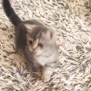 動物,犬,猫,しつけ,飼い方,育て方,病気,健康