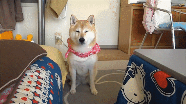 動物,犬,猫,しつけ,飼い方,育て方,病気,健康