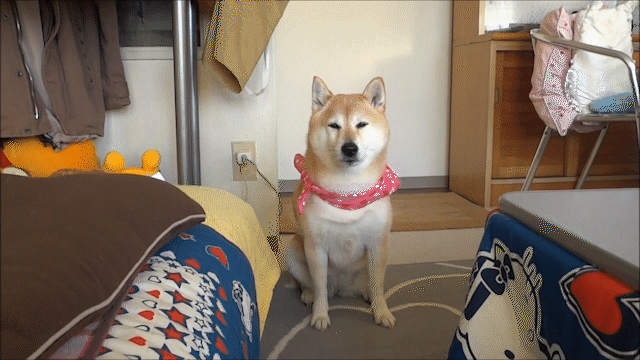 動物,犬,猫,しつけ,飼い方,育て方,病気,健康