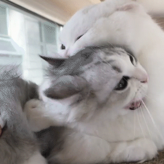動物,犬,猫,しつけ,飼い方,育て方,病気,健康
