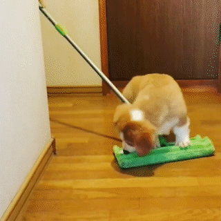 動物,犬,猫,しつけ,飼い方,育て方,病気,健康