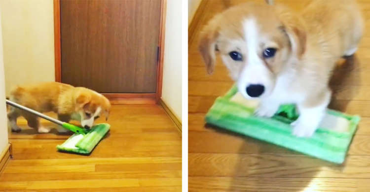 熊手 くまで クマデ パイプ柄 平爪 レーキ25本爪 Garden Helper L 6p 農具 ガーデニング 園芸用品 芝生のお掃除に最適 E0031 Isg 家と庭のdiy通販 イーハウスマニア 通販 Yahoo ショッピング