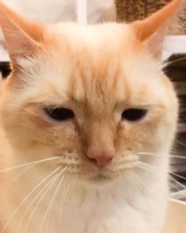 動物,犬,猫,しつけ,飼い方,育て方,病気,健康
