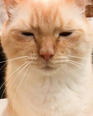 動物,犬,猫,しつけ,飼い方,育て方,病気,健康
