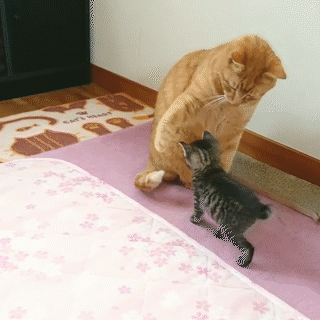 動物,犬,猫,しつけ,飼い方,育て方,病気,健康
