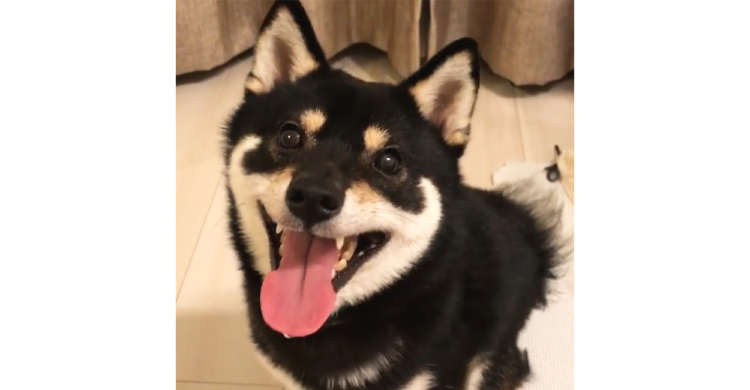 キラキラ笑顔が止まらない、黒柴のまめ丸くん♪ 幸せいっぱいのニッコリ顔に…やられた(*´Д`)♡