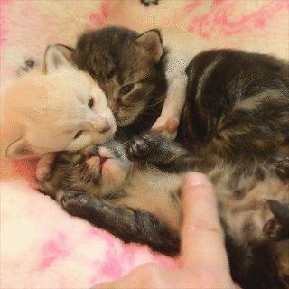動物,犬,猫,しつけ,飼い方,育て方,病気,健康