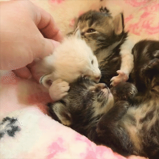 動物,犬,猫,しつけ,飼い方,育て方,病気,健康