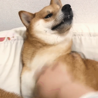 動物,犬,猫,しつけ,飼い方,育て方,病気,健康