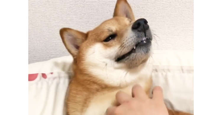 【つい動いちゃった♪】ナデナデの気持ちよさに脱力顔の柴犬 → でも足の方を見てみると…(*‘∀‘)♡