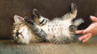 動物,犬,猫,しつけ,飼い方,育て方,病気,健康