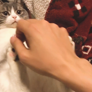 動物,犬,猫,しつけ,飼い方,育て方,病気,健康