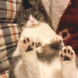 動物,犬,猫,しつけ,飼い方,育て方,病気,健康