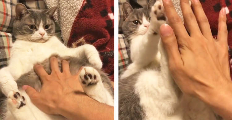 モフモフ歓迎かと思いきや… → 「やめてニャッ」と全力拒否! ニャンコの本気のお断りが可愛かった♡