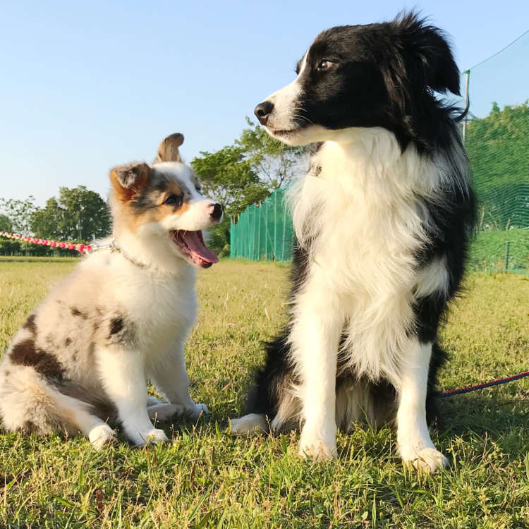 動物,犬,猫,しつけ,飼い方,育て方,病気,健康