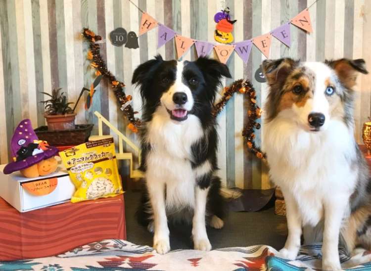 動物,犬,猫,しつけ,飼い方,育て方,病気,健康