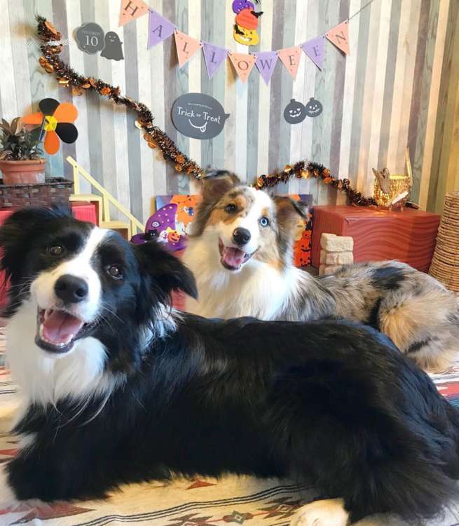 動物,犬,猫,しつけ,飼い方,育て方,病気,健康