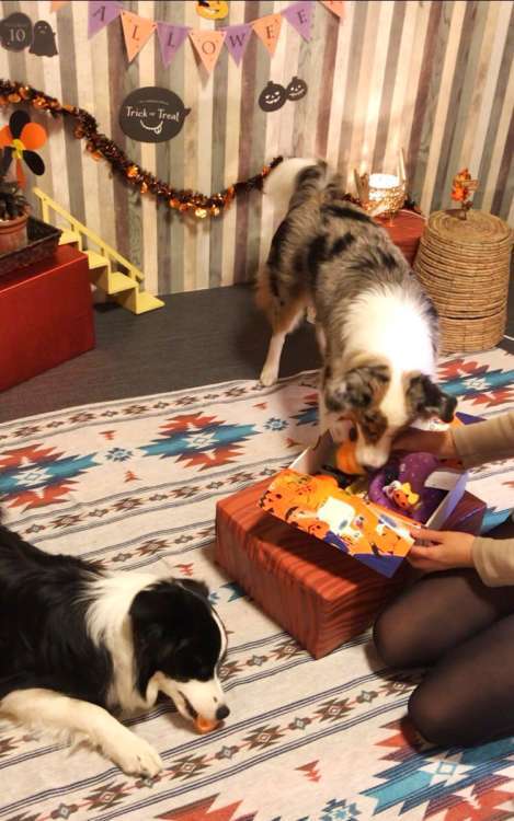 動物,犬,猫,しつけ,飼い方,育て方,病気,健康