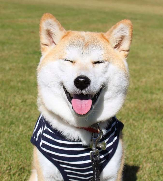動物,犬,猫,しつけ,飼い方,育て方,病気,健康