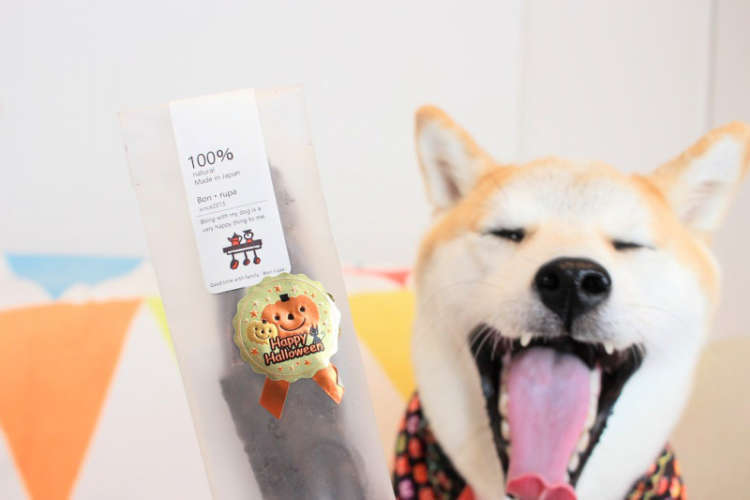動物,犬,猫,しつけ,飼い方,育て方,病気,健康