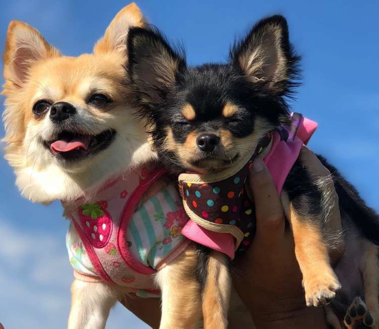 動物,犬,猫,しつけ,飼い方,育て方,病気,健康