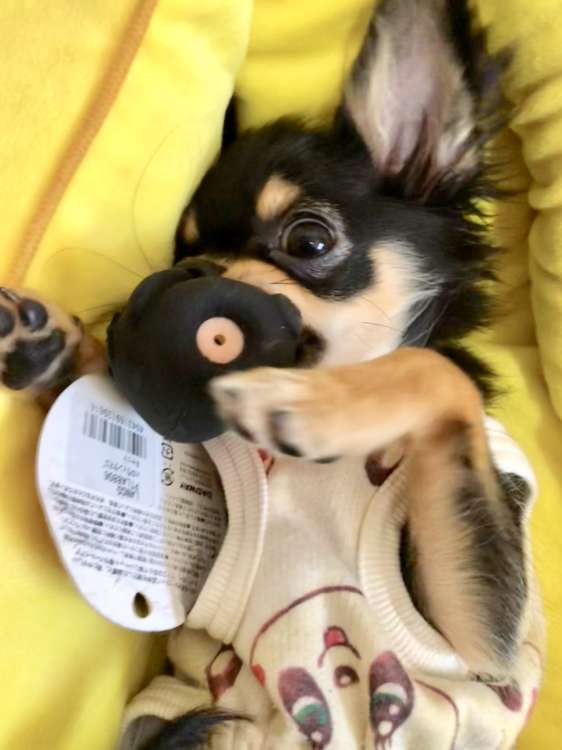 動物,犬,猫,しつけ,飼い方,育て方,病気,健康