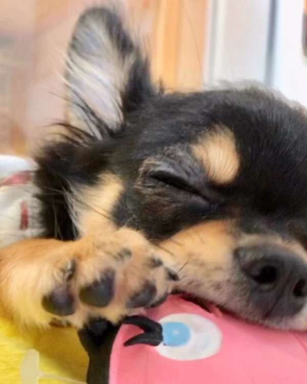 動物,犬,猫,しつけ,飼い方,育て方,病気,健康