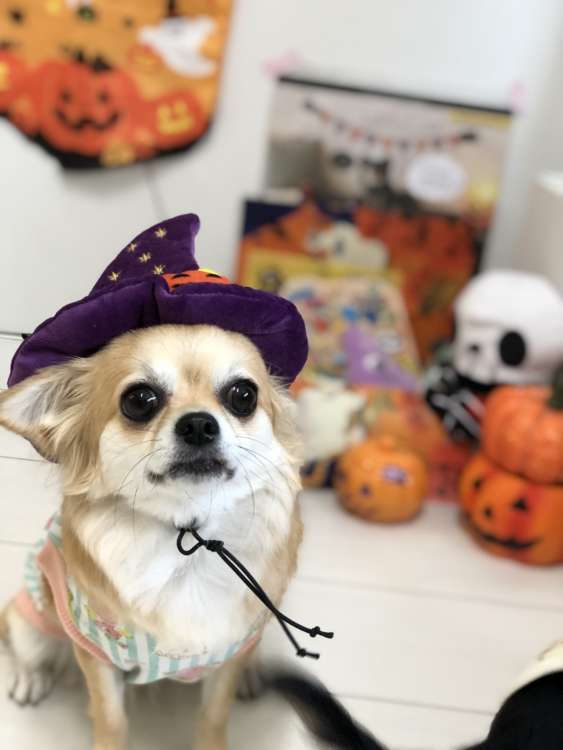 動物,犬,猫,しつけ,飼い方,育て方,病気,健康