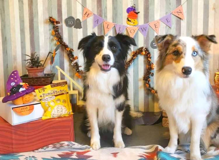 『PECOBOX』をもらった愛犬の反応はどうだった? 飼い主さんたちにお話を伺いました!