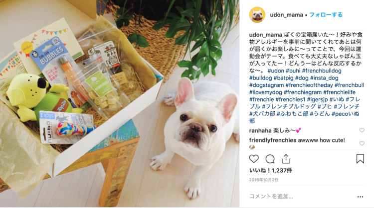 動物,犬,猫,しつけ,飼い方,育て方,病気,健康