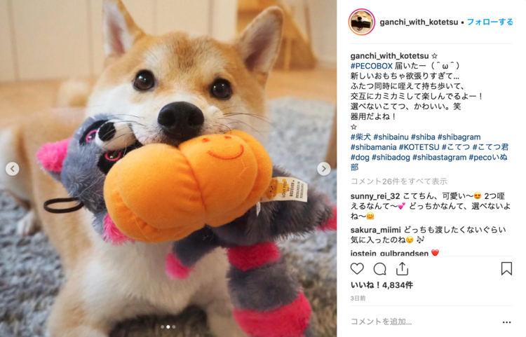 動物,犬,猫,しつけ,飼い方,育て方,病気,健康