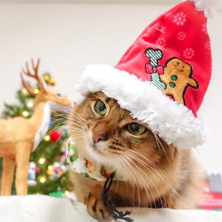 動物,犬,猫,しつけ,飼い方,育て方,病気,健康