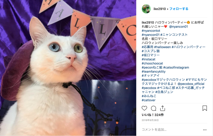 動物,犬,猫,しつけ,飼い方,育て方,病気,健康