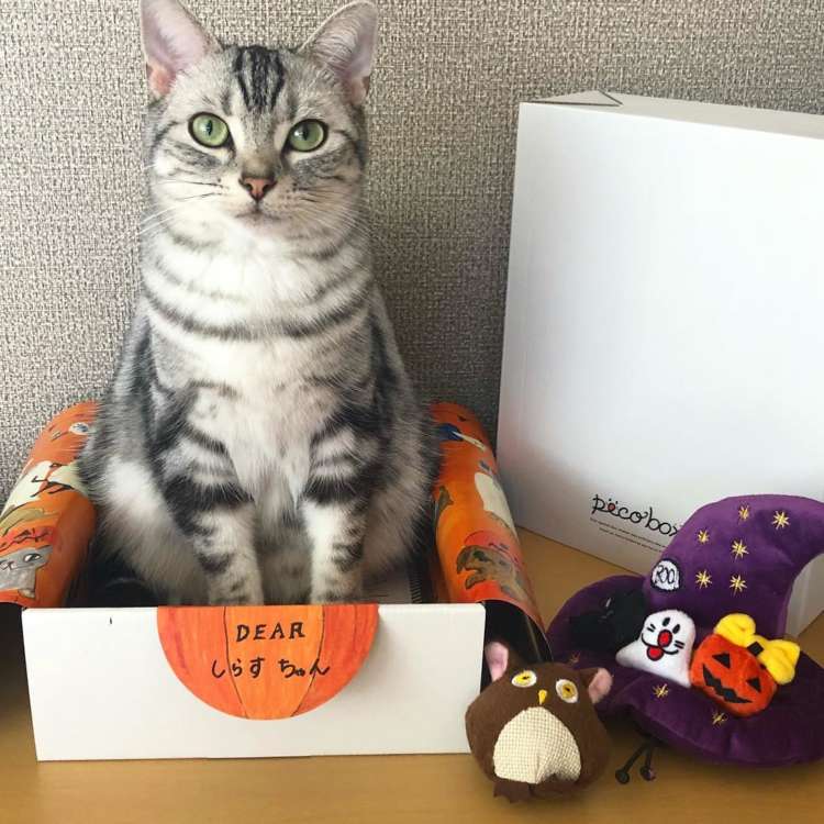 動物,犬,猫,しつけ,飼い方,育て方,病気,健康