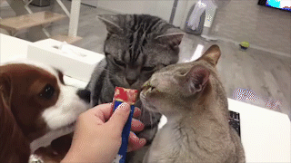 動物,犬,猫,しつけ,飼い方,育て方,病気,健康