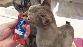 動物,犬,猫,しつけ,飼い方,育て方,病気,健康