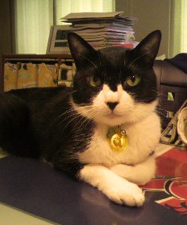 動物,犬,猫,しつけ,飼い方,育て方,病気,健康
