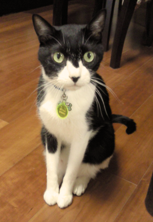 動物,犬,猫,しつけ,飼い方,育て方,病気,健康