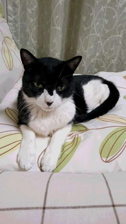 動物,犬,猫,しつけ,飼い方,育て方,病気,健康
