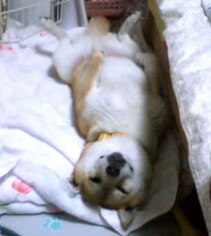 動物,犬,猫,しつけ,飼い方,育て方,病気,健康
