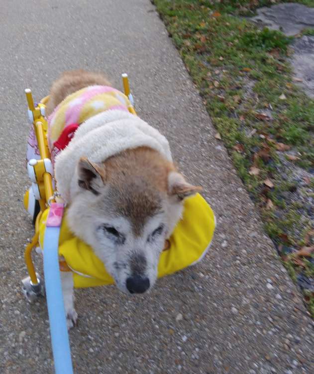 動物,犬,猫,しつけ,飼い方,育て方,病気,健康