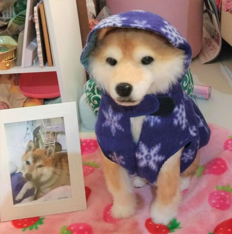 動物,犬,猫,しつけ,飼い方,育て方,病気,健康