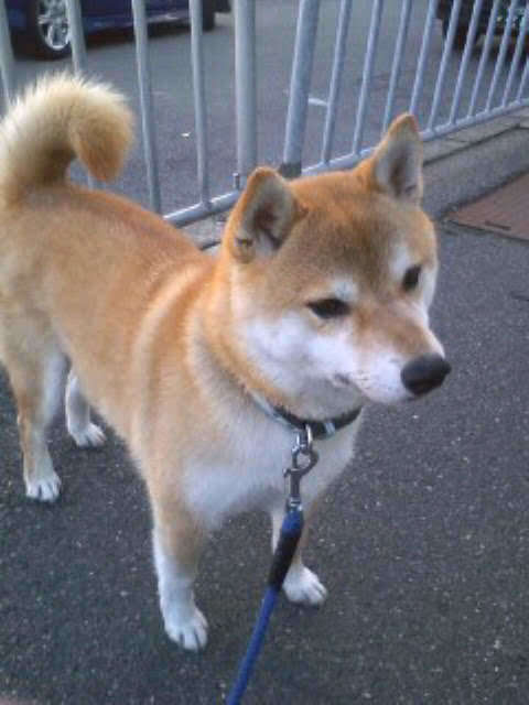 動物,犬,猫,しつけ,飼い方,育て方,病気,健康