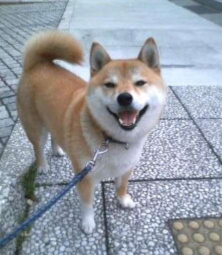 動物,犬,猫,しつけ,飼い方,育て方,病気,健康