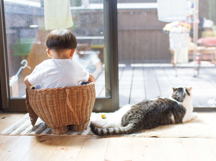 動物,犬,猫,しつけ,飼い方,育て方,病気,健康
